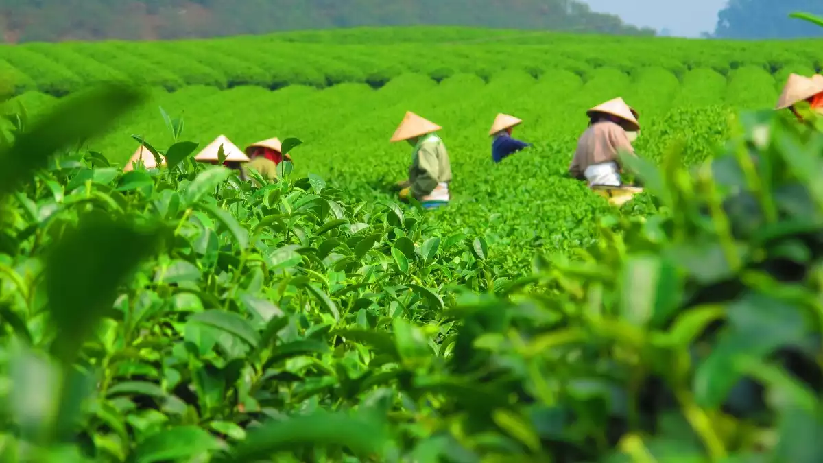 Phú Thọ đứng top đầu cả nước về diện tích, sản lượng chè